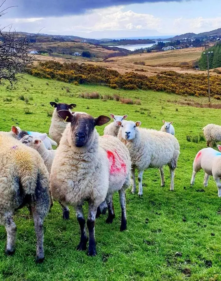 Donegal
